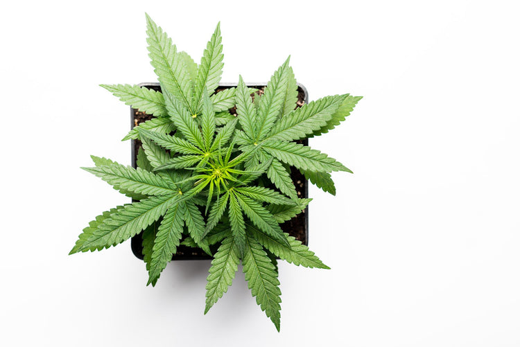 comprar flores cbd