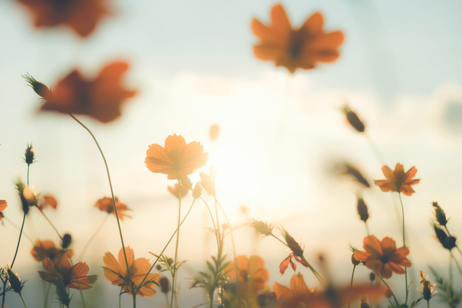 comprar flores cbd