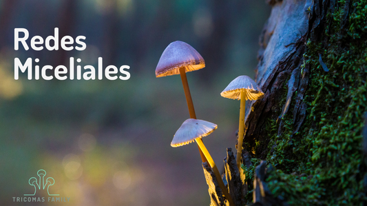 Redes Miceliales: La Inteligencia Oculta de la Naturaleza